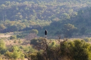 11 - Pilanesberg NP (10)